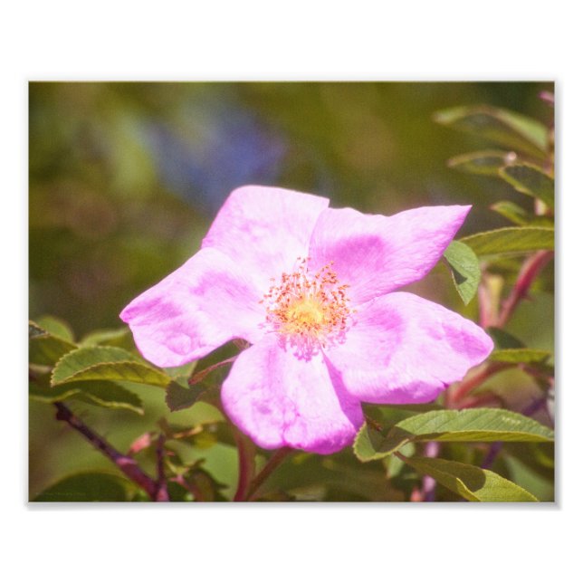Foto Rosa Briar (Frente)