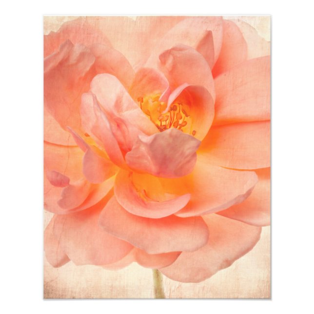 Foto Rosa cor-de-rosa Rosa Flor Flor  Flor Tronco (Frente)