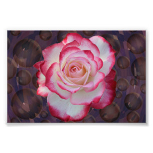 Foto Rosa de chá híbrido cor-de-rosa & branco