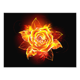 Foto Rosa de Fogo em Flor