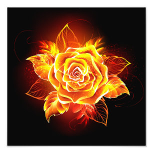 Foto Rosa de Fogo em Flor