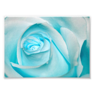 Foto Rosa de gelo turquesa