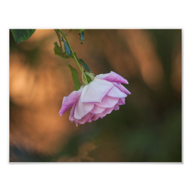 Foto Rosa de manhã (Frente)