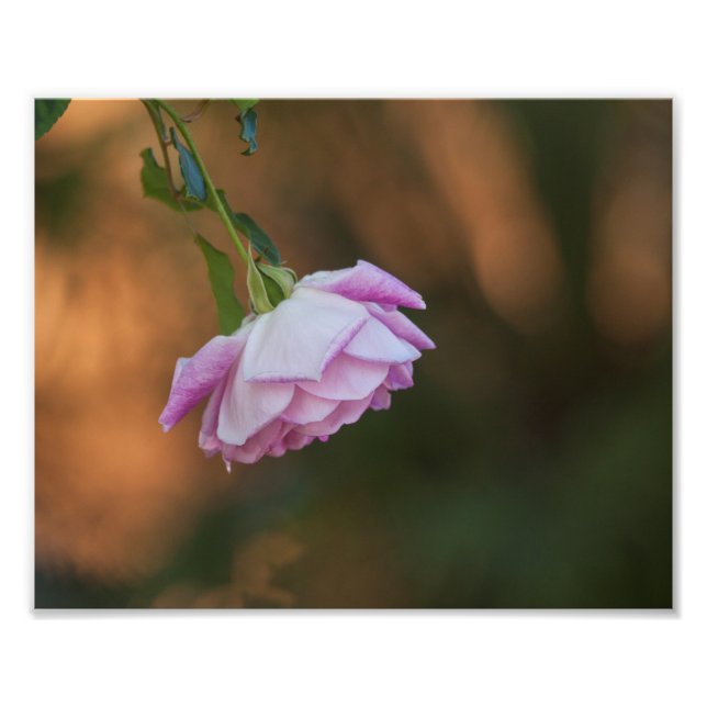Foto Rosa de manhã (Frente)