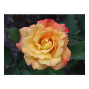 Foto Rosa de Paz Belo Rosa e Amarelo Floral