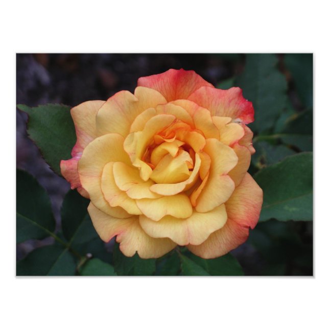 Foto Rosa de Paz Belo Rosa e Amarelo Floral (Frente)