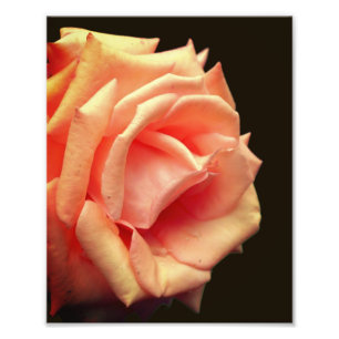 Foto Rosa de Peach no Bloom 8x10