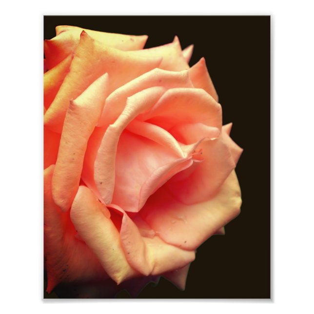 Foto Rosa de Peach no Bloom 8x10 (Frente)