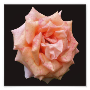 Foto Rosa De Pêssego Em Sangue 8x8