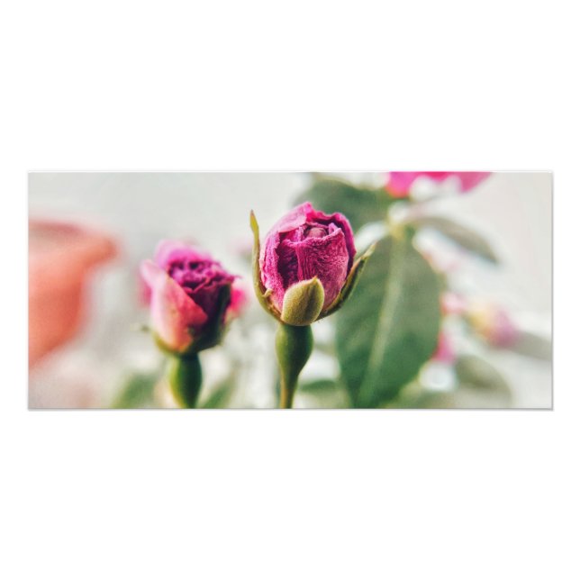 Foto Rosa do botão rosa no close-up (Frente)