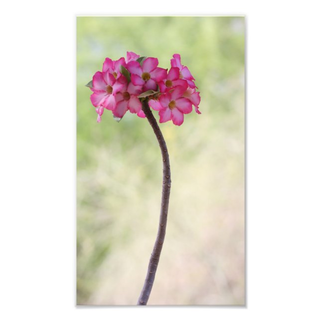 Foto Rosa do deserto rosa (Frente)