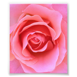 Foto Rosa do rosa