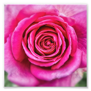 Foto Rosa do rosa quente