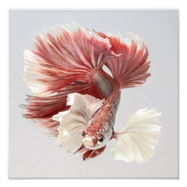 Foto Rosa Dumbo Halfmoon Betta Fish 2 (Frente)