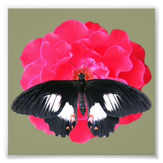 Foto Rosa e Swallowtail (Frente)