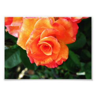 Foto Rosa flor de laranja