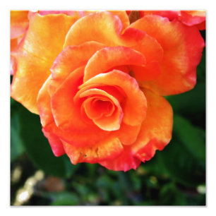 Foto Rosa flor de laranja