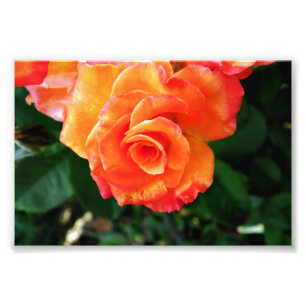 Foto Rosa flor de laranja