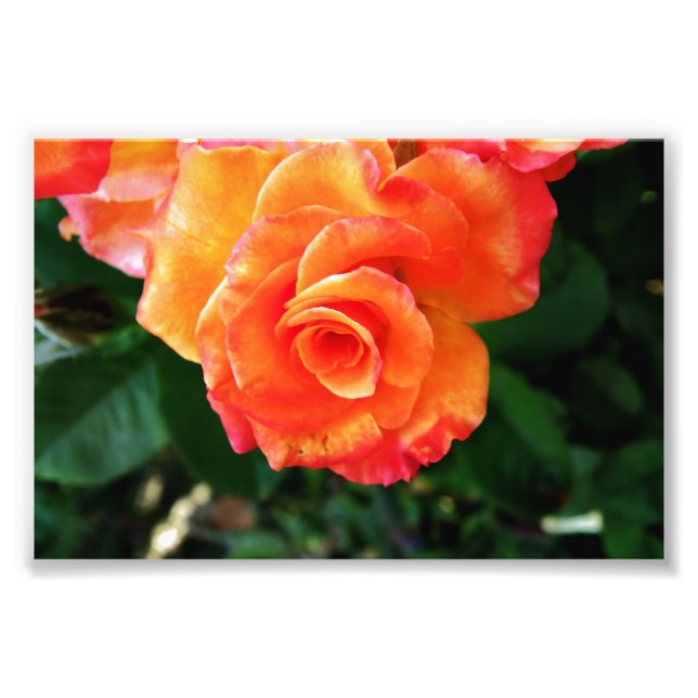 Foto Rosa flor de laranja (Frente)