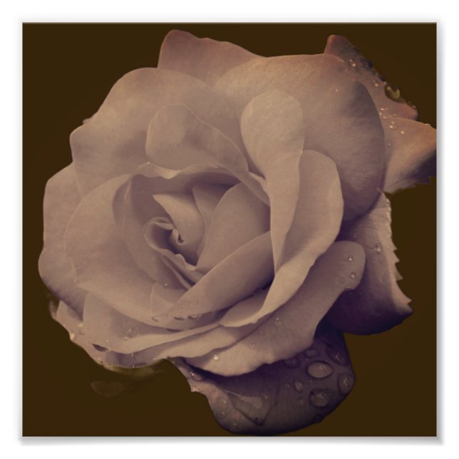 Foto Rosa in Bloom com Raindrots Vintage 8x8 (Frente)