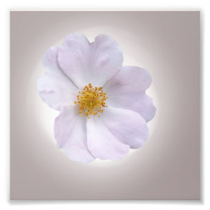 Foto rosa para roxo