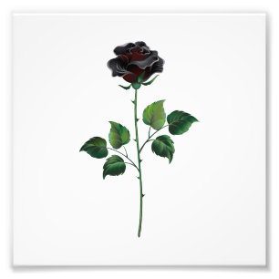 Foto Rosa preto