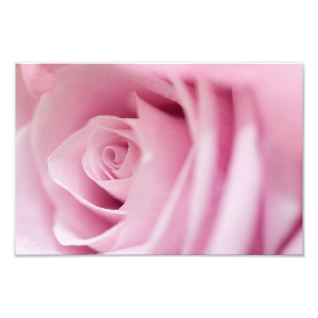 Foto Rosa Rosa (Frente)
