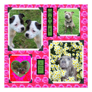 Foto Rosa Rosa Cor-De-Rosa Com Staffordshire Bull Terri