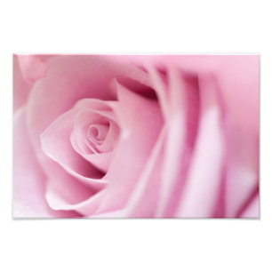 Foto Rosa Rosa Rosa
