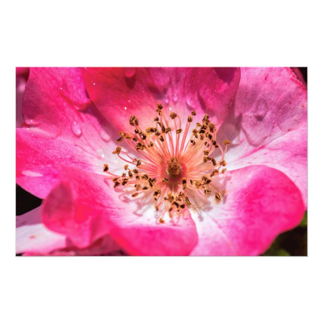 Foto Rosa Rosa Rosa (Frente)