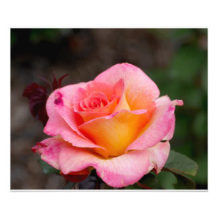 Foto Rosa Rosa Rosa Rosa Laranja
