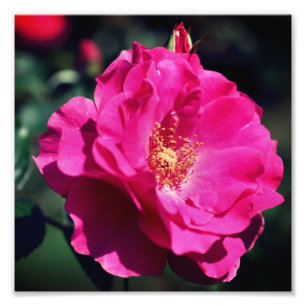 Foto Rosa Rosa Rosa Rosa Rosa Rosa No Sangue Do Cheio F