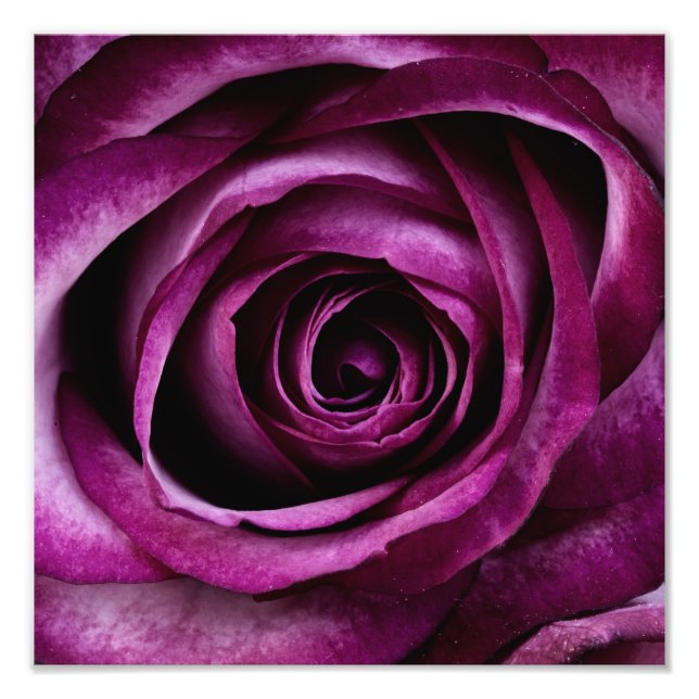 Foto Rosa Roxa (Frente)
