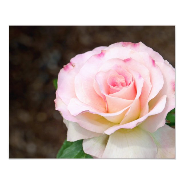 Foto Rosa Suave (Frente)
