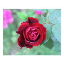 Rosa vermelha