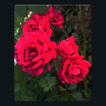 Foto Rosa vermelha Blooming<br><div class="desc">Rosas vermelhas Rosarium. Rosas vermelhas magníficas florescem o verão inteiro.</div>