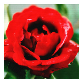 Foto Rosa vermelha com gotas de mastigação