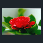 Foto Rosa vermelha de paixão coberta com gotas de orval<br><div class="desc">Rosa vermelha de manhã coberta com gotas de orvalho matinal. Rosa vermelha florescendo no jardim de rosa. Fotografia floral de uma flor de rosa vermelha no cheio. A rosa vermelha simboliza amor,  paixão,  romance,  beleza,  discrição,  elegância,  luxo e sensualidade.</div>