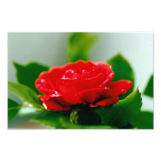 Foto Rosa vermelha de paixão coberta com gotas de orval