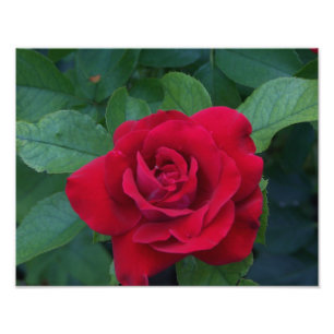 Foto Rosa Vermelha de Perto