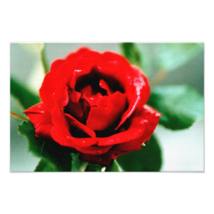 Foto Rosa vermelha Love