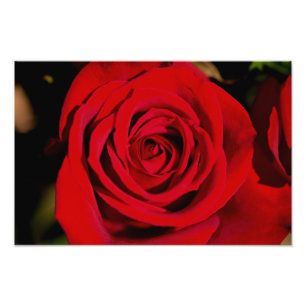 Foto Rosa vermelha romântica