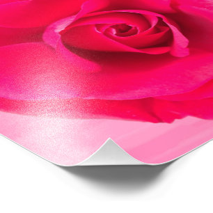 Foto Rosa vermelho romântico v2 do rosa