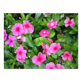Foto Rosa Vinca Flower Bush