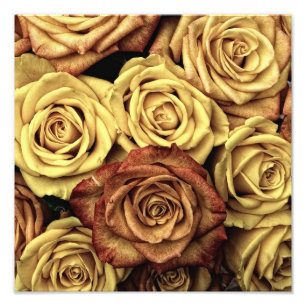 Foto Rosas Antigas