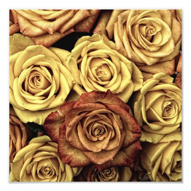 Foto Rosas Antigas (Frente)