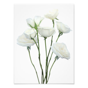 Foto Rosas brancas