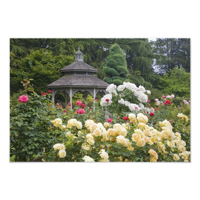 Foto Rosas em flor e Rose Garden Gazebo no (Frente)