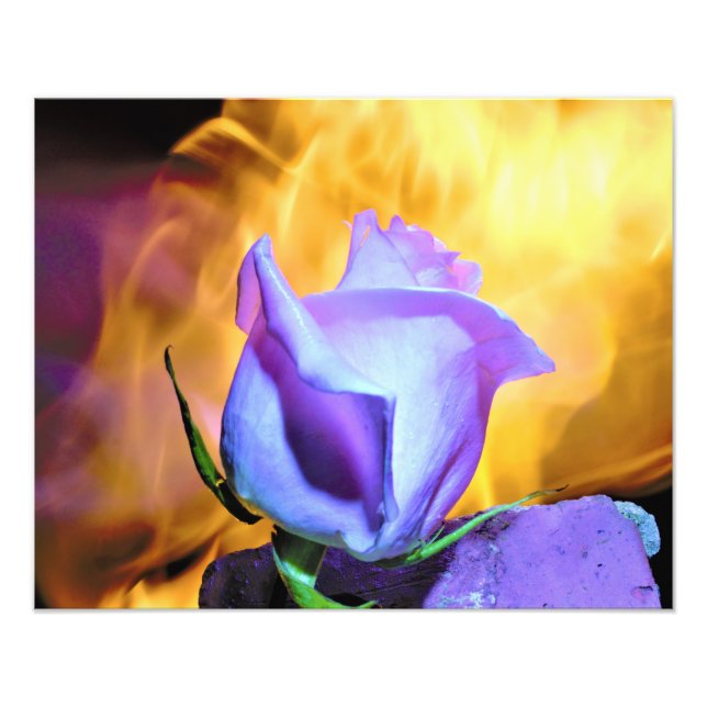Foto rose light of flames (Frente)