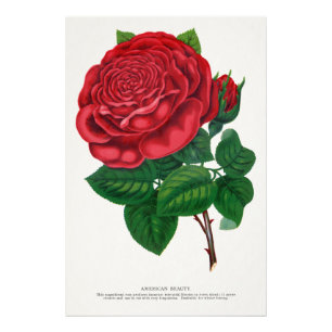 Foto Rose Print Rochester Lithographing and Printing Co